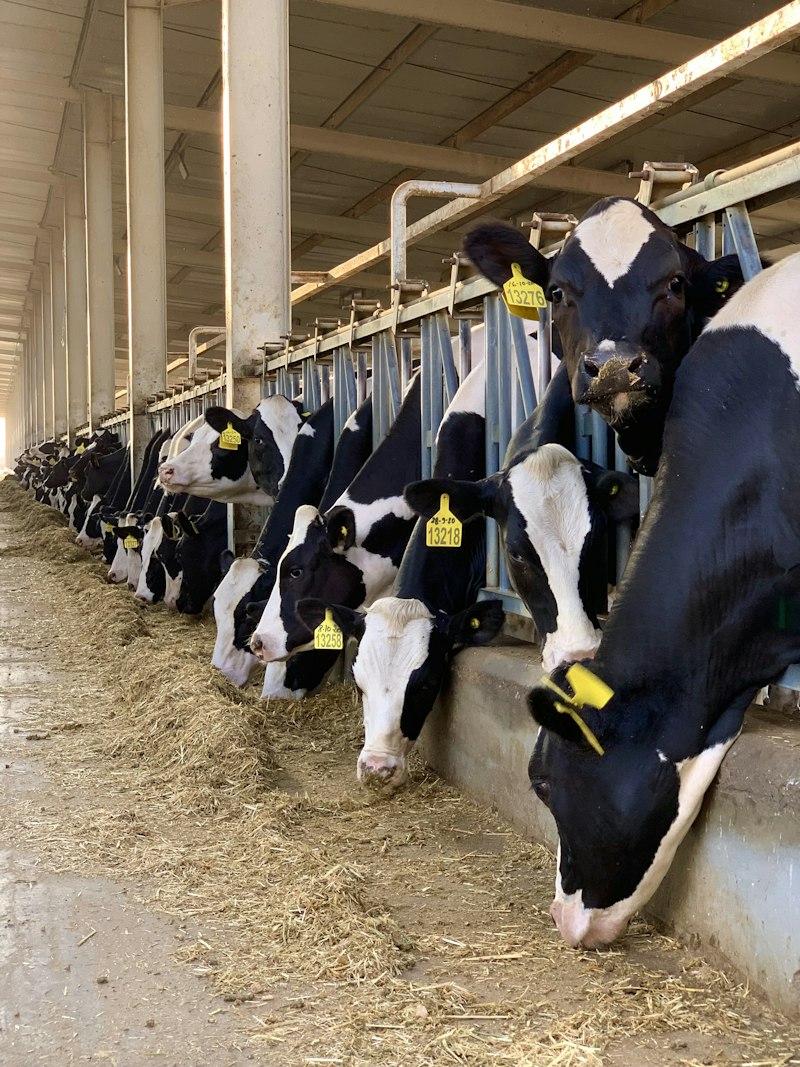 Cattle at a feed barn